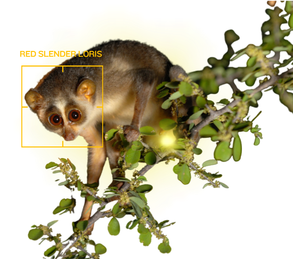 Red Slender Loris