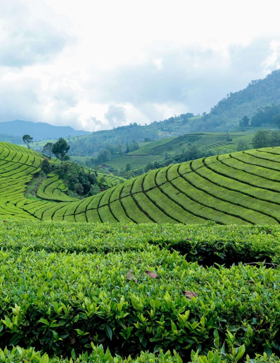 Tea, Temples & Safari