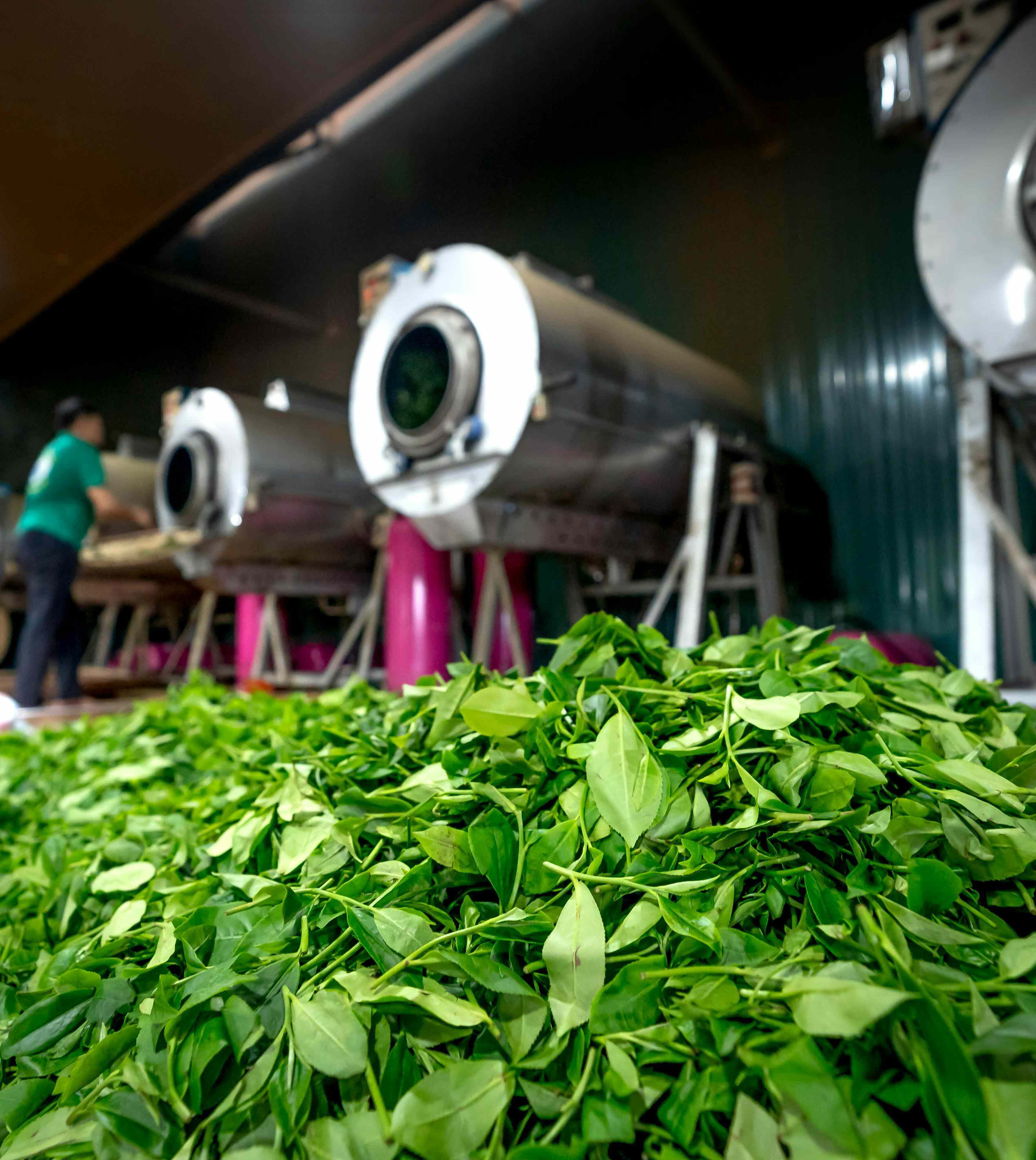 Tea Plantation & Factory Visit