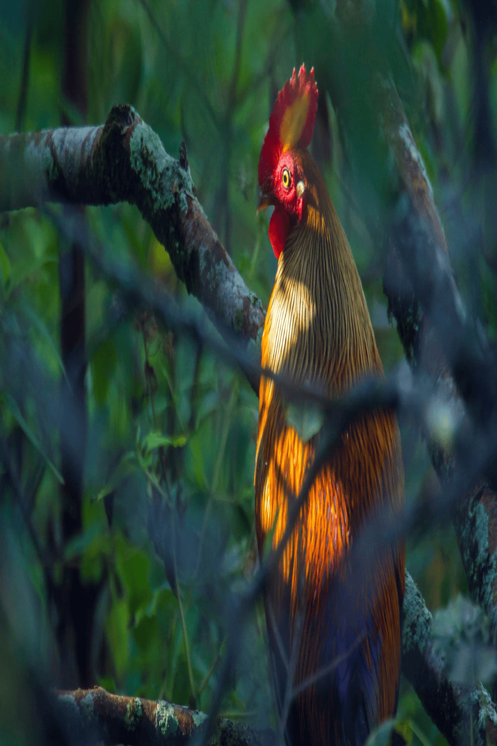 Safari Driver in Forest
