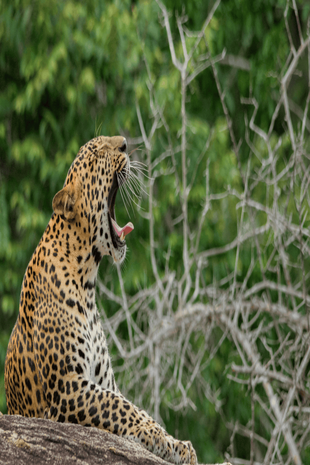 Safari Driver in Forest