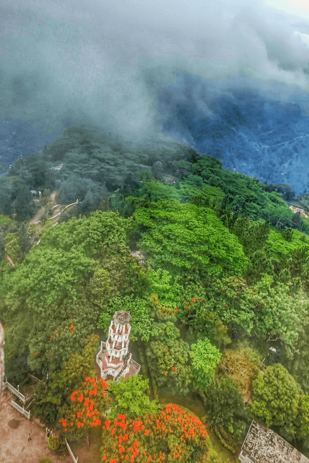 Safari Driver in Forest