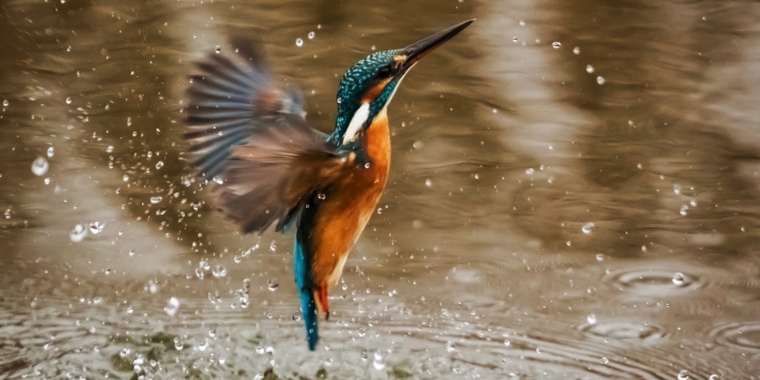 Birding Safari Special