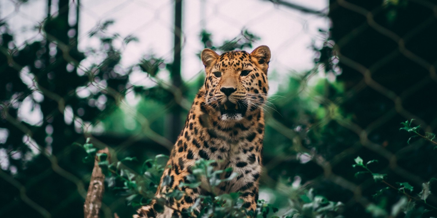 Lunugamwehera Safari